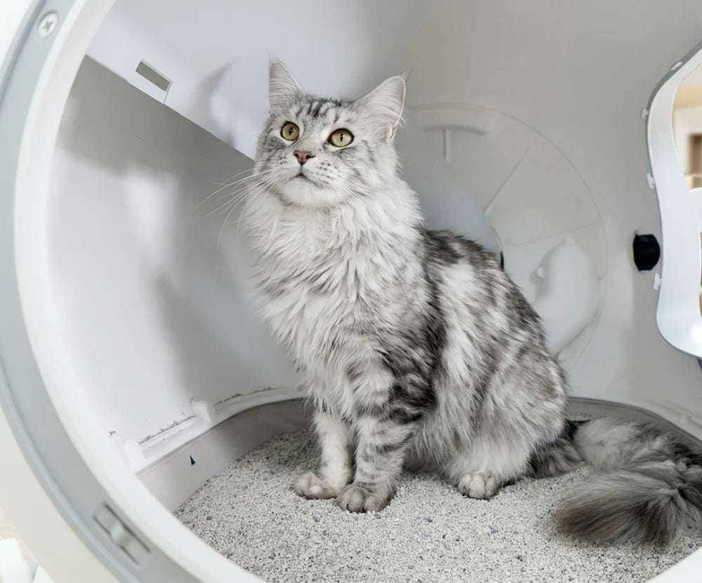 Cat Litter